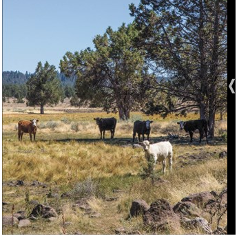 Managed grazing helps forests, experts say