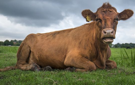 Farm Babe: No, livestock aren’t destroying the planet – AGDAILY.COM