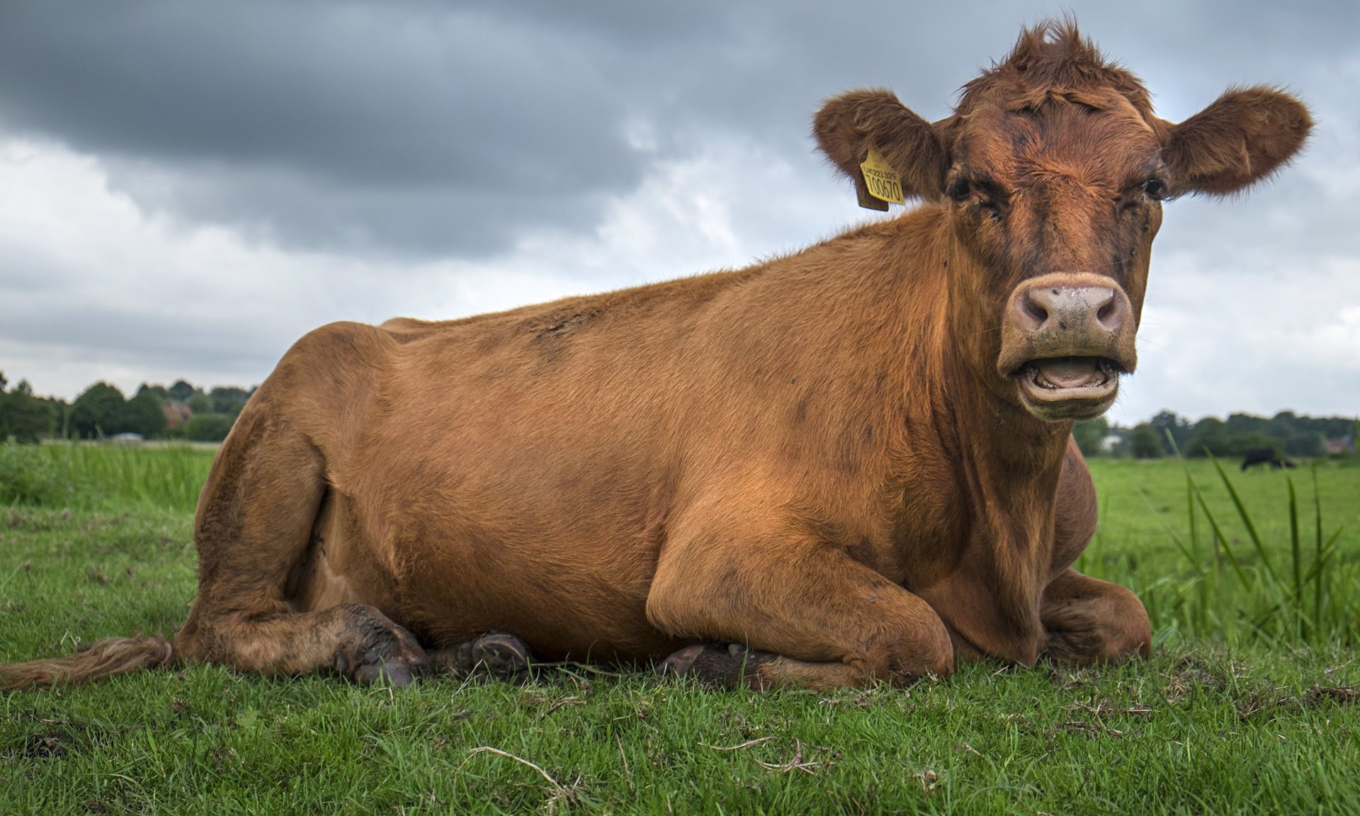 Farm Babe: No, livestock aren’t destroying the planet - AGDAILY.COM