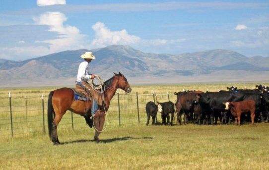 Scientists Rebuke Livestock Grazing Critics – This is Reno