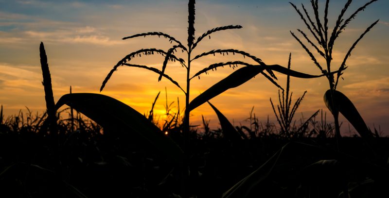 This much is certain: For farmers, crop insurance is essential