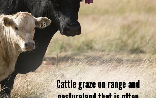 Cattle graze – Animal Agriculture Alliance