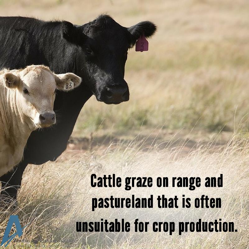 Cattle graze - Animal Agriculture Alliance