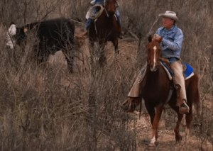 A Coalition of Ranchers Protects Habitat, At-Risk Species, and a Way of Life