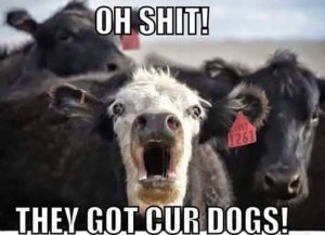 Even when they are the cause of the wreck I still love my dogs