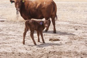 The Difference Between Antibiotics and Hormones – Ag on the Forefront